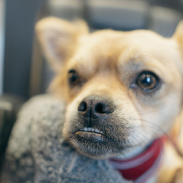 Black Lotus Barbers, Stirling